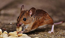 24 Hour & Emergency Exterminators in Florence, SD